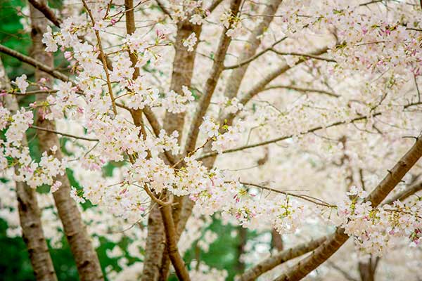 Duke Cherry Blossom Spring