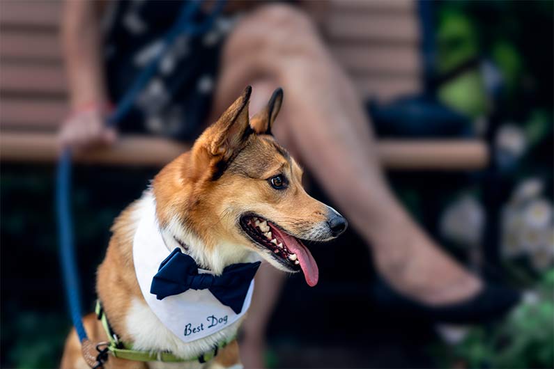 Best dog wedding portrait